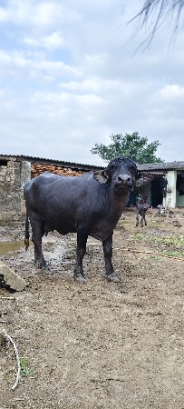 પેલું વેતર