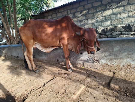 ગીર વાસડી વેસવાની સે