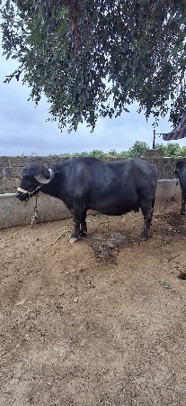 વેચવા ની છે