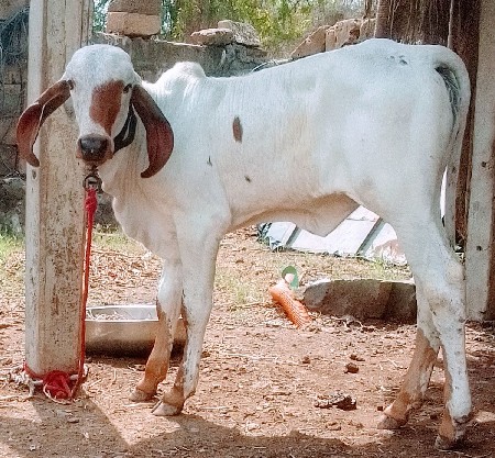 બે વાછડી વેચવા ની છે