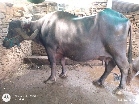 ભેંસ વેચવાની છે