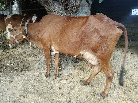 ક્રોસ ગાય