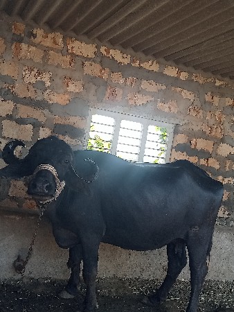 ભેસ વેચવાની છે