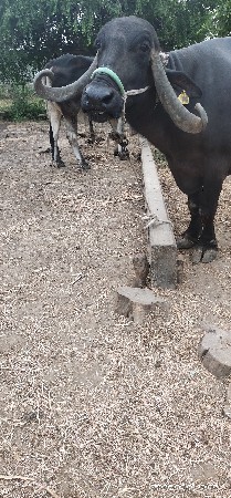 ત્રીજું વેતર