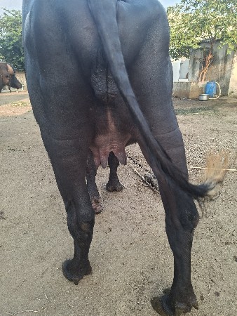 ખડેલિ વેસવાનિ સે