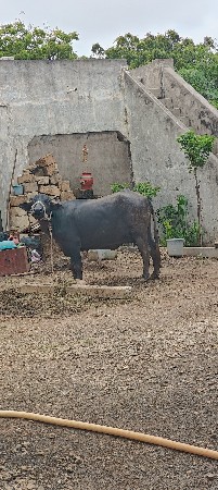 ભેંશ વેશવાં ની છે પેલું વેતર