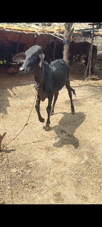 આ વાસડી વેચવાની છે
