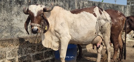 ગાય વેચવાની છે.
