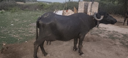 વેચવાની છે