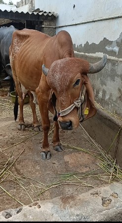 ગાય વેચવાની છે