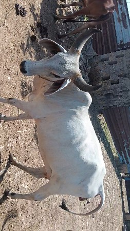 કાંકરેજ હોડકી વેચવાની છે