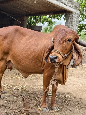 ગાય વેચવા ની છે