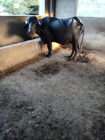 પેલું વેતર