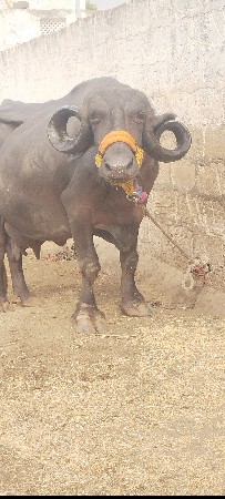 3 વેતર વીયાસે