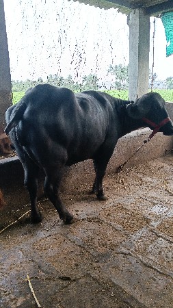 bhensh vechvani se