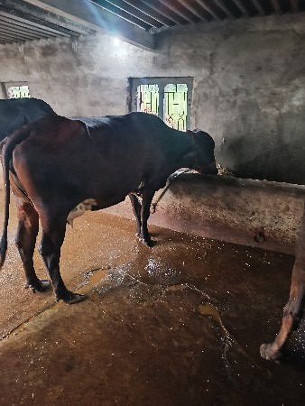 ગીર કોર્સ બે ગાયો દેવાની છે