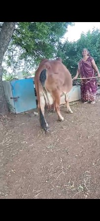 ajaivi Swami se niche Niche