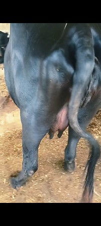 ભેંસ વેચવાની છે