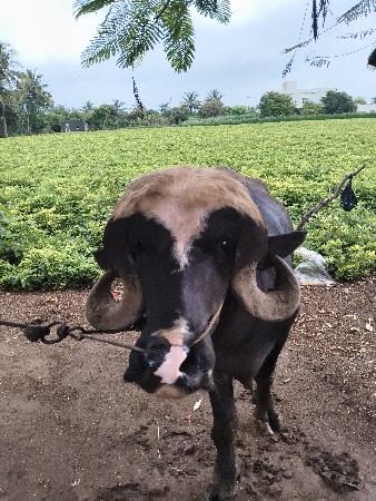 પાડો વેશવા નો છે