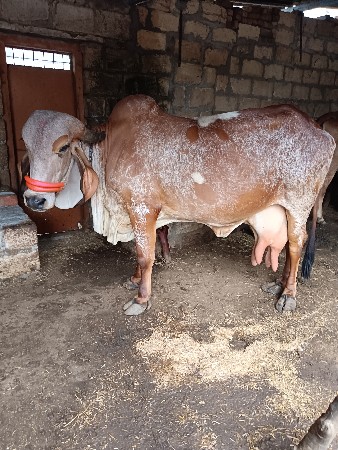 ગીરગાય