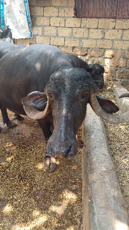 besvesavani se