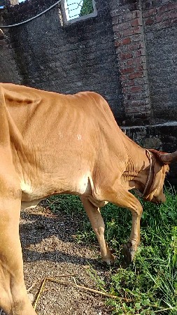 સાટા કરવા એસેબવાસડીસાથે