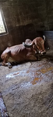ગીર ગાય વેચવાની છે