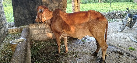 ગીર ઓડકી વેચવા ની છે