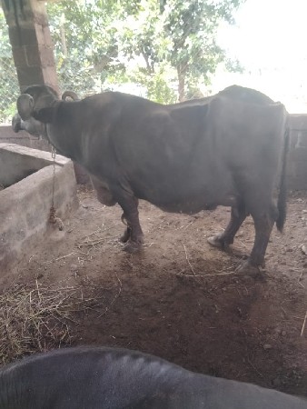 4 ભેસુ વેચવાની છે