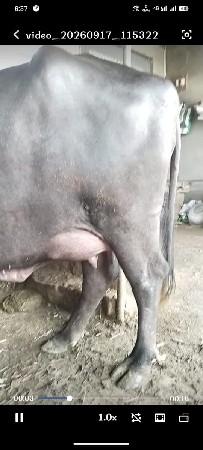 પહેલુ વેતર ભેંસ