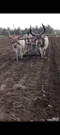 બળદ વેચવાના છે
