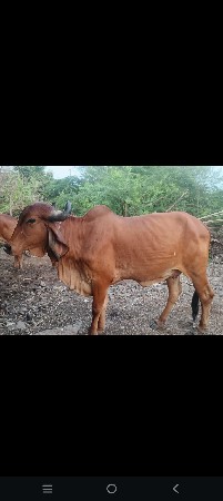 આ ઓડકી વેચવાની છે