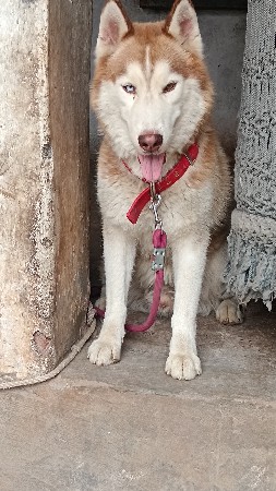 સાયબેરયન હસ્કી મેલ