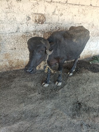 ૩ ખડેલા વેચવાના છે.