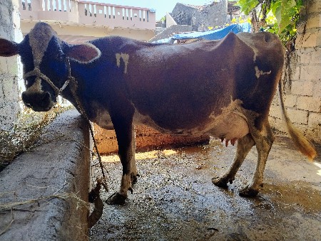 🐄 ગાય વેચવાની છે 🐄