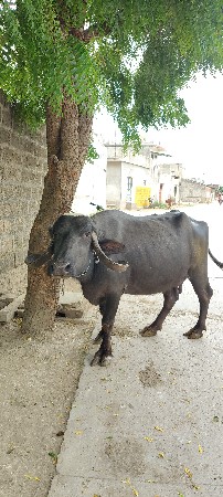 9725411828