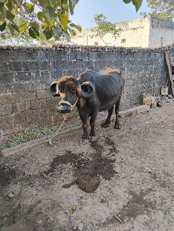 bhess વેચવાની se