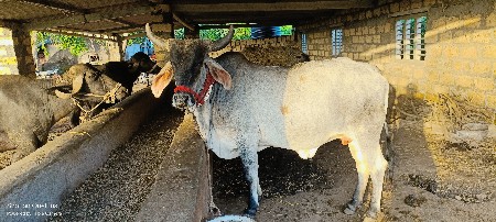 ફ્રી મા આપવી સાવે એને