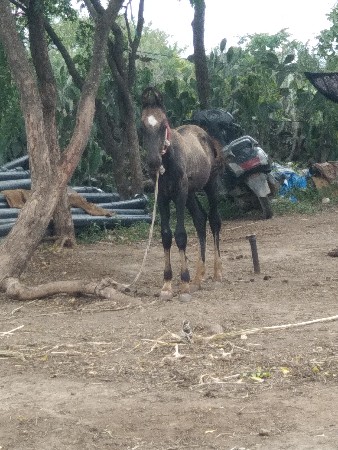 સાટામાં ઘોડી લેવાની છે