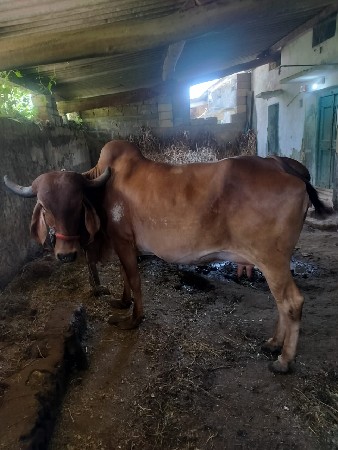 ગાય