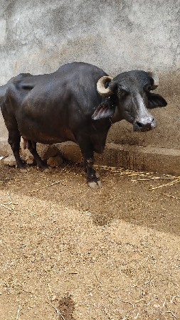 ભેંસ વેચવાની છે