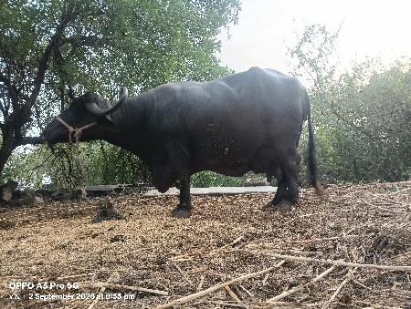 ભેંશ વેચવા ની છે  હાથી નું બસુ
