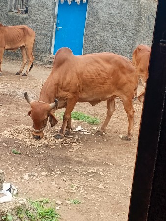ગાય