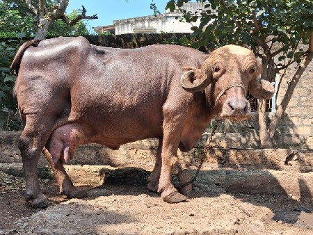 ભેંસ વેચવાની છે