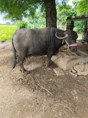 ભેંસ વેચવાની છે