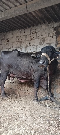 આ ભેંસ વેચવાની છે