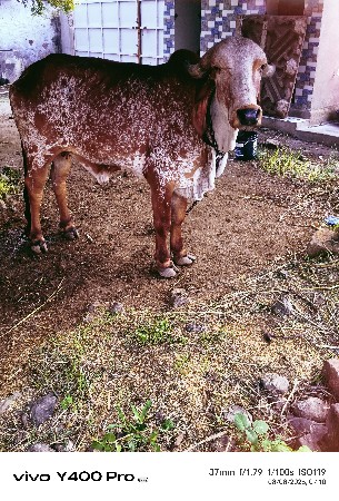 gir kabri