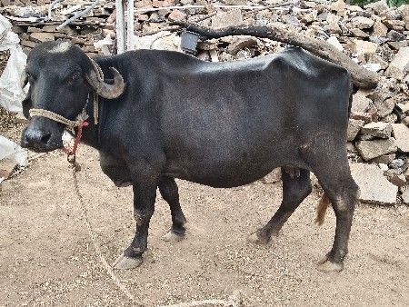 ભેંસ વેચવાની છે