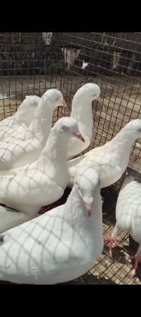 લાલ દૂમ 15