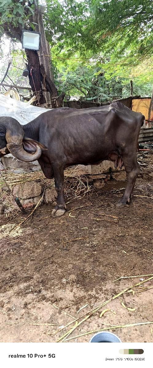 ભેસવેચવાનીછે